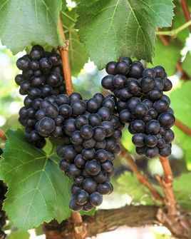 种植葡萄什么品种好？长得虽像，口味不同，这些葡萄你都认识嘛？