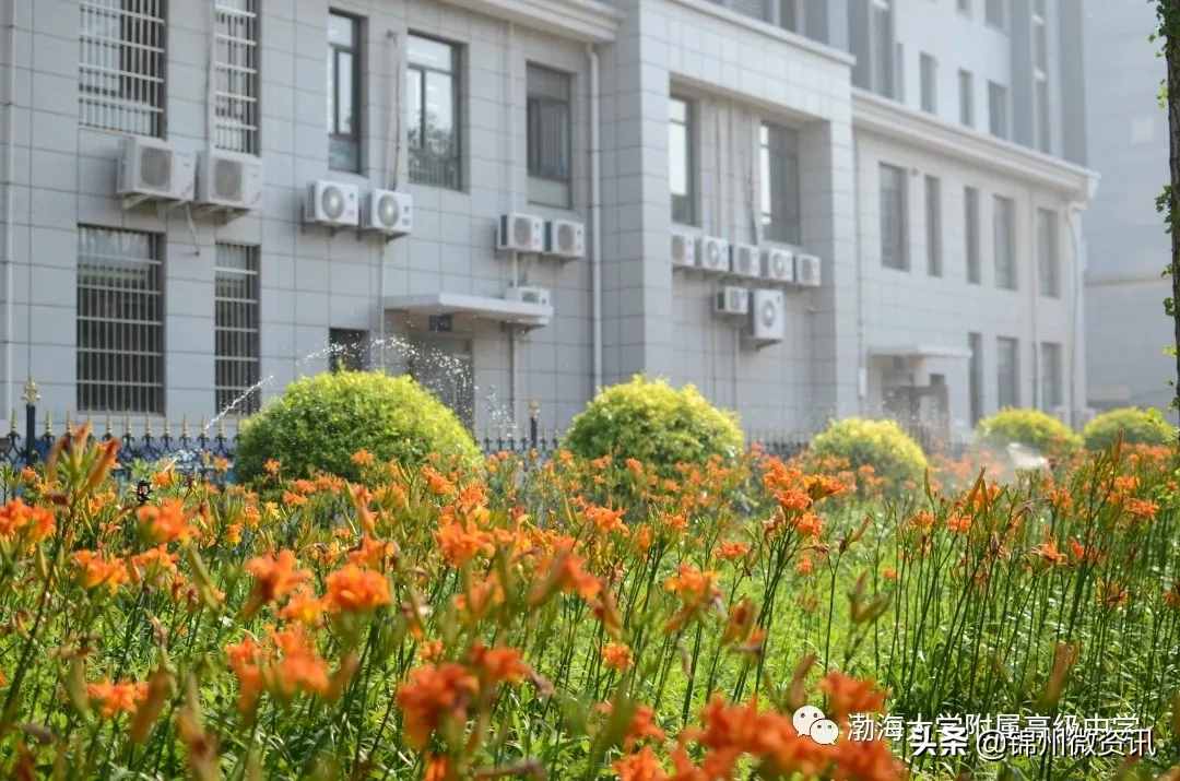 锦州渤海大学附中、育明、艺高2020年招生计划