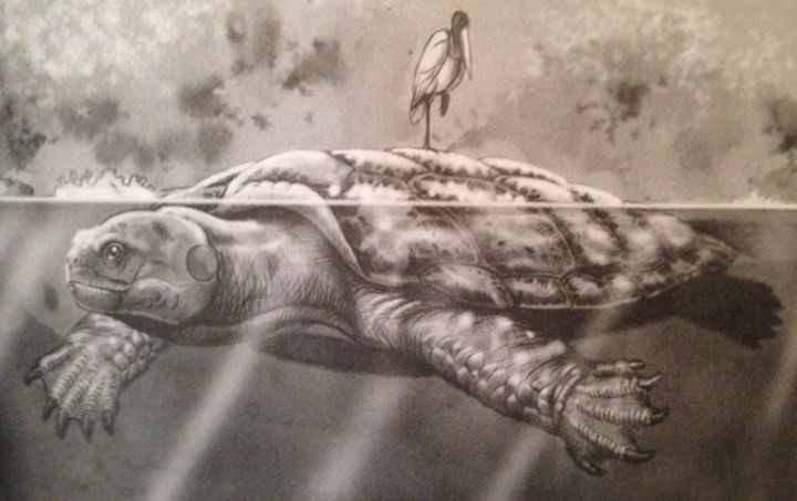 史上最大巨龟，《西游记》里的神龟都没它大，重量堪比4辆小汽车
