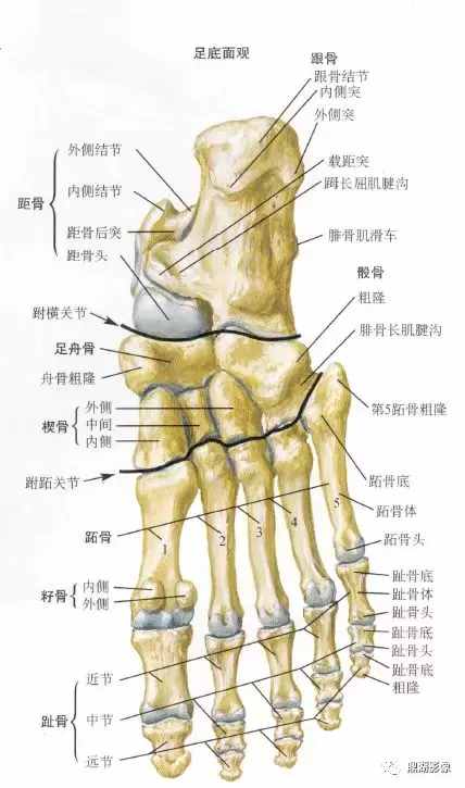 X线高清图谱 | 精致足部解剖