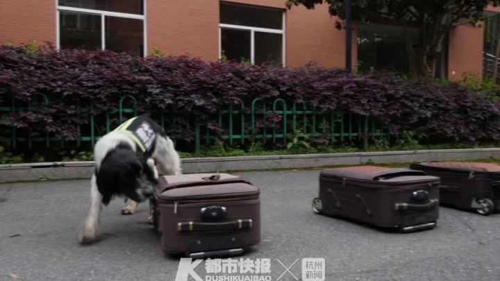 警犬界劳模！BINGO不仅是条网红犬，还是一只社会狗，今天照常出勤训练