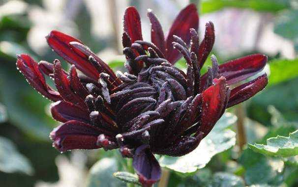 自然界不常见的黑色花，远观不能亵玩，非常高贵