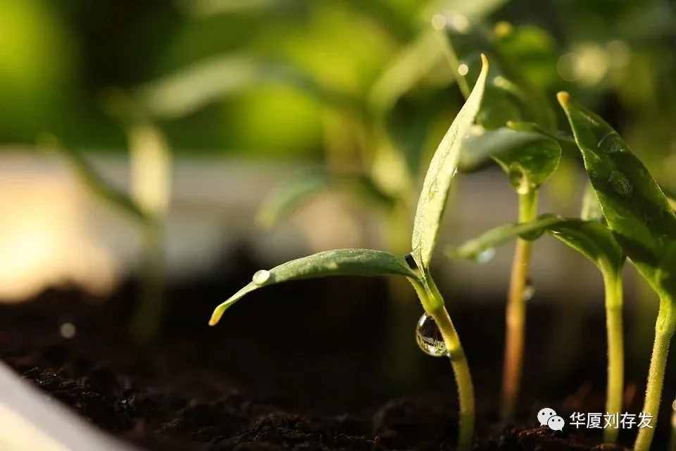 咏二十四节气之谷雨词十首——刘存发