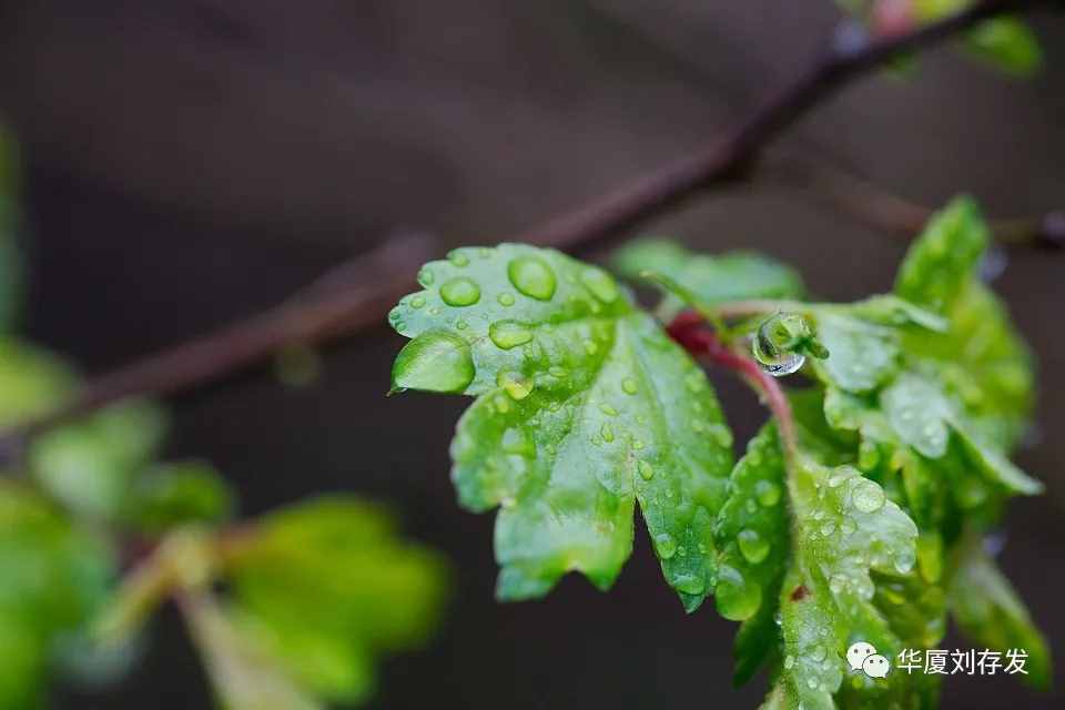 咏二十四节气之谷雨词十首——刘存发