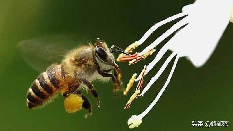 进入夏季，为什么蜜蜂只在早上采粉？别冤枉了蜜蜂！蜜蜂也有苦衷