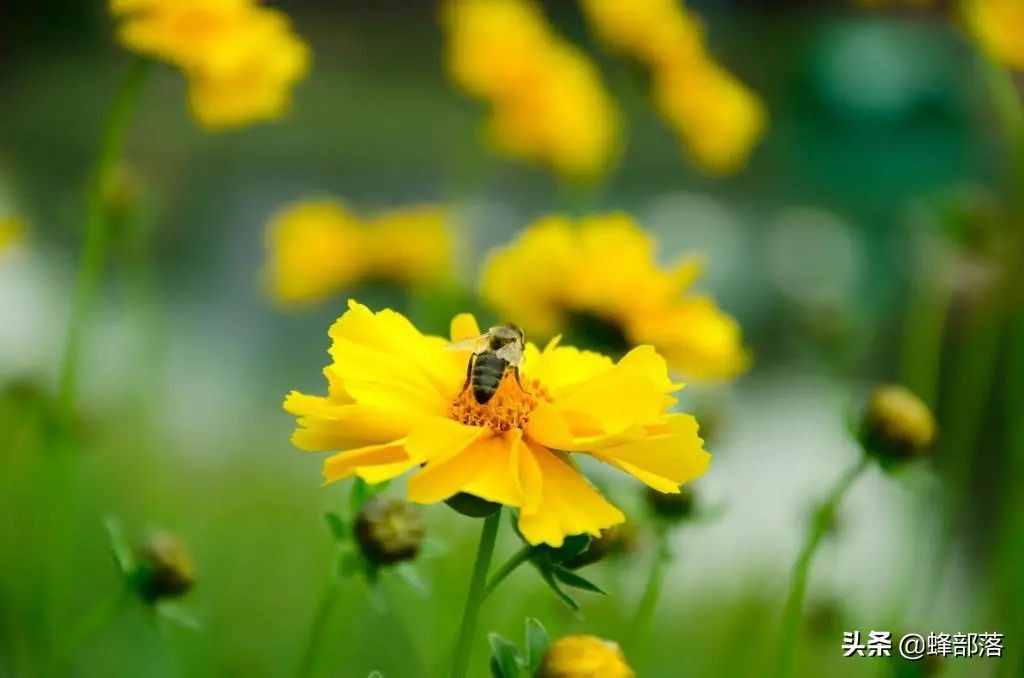 进入夏季，为什么蜜蜂只在早上采粉？别冤枉了蜜蜂！蜜蜂也有苦衷