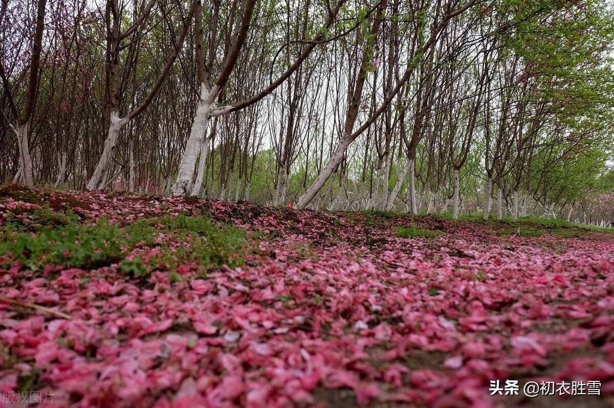 诗里青春，感叹流年，赏读诗词青春五首，青春堂堂去，白发故故生