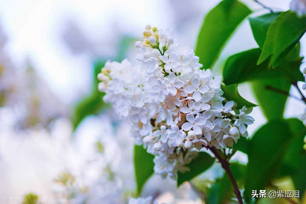 《丁香花》的故事