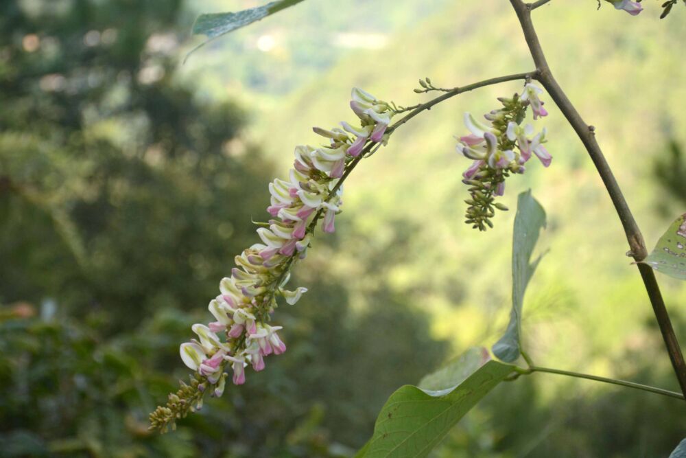 哈尼族融入时光味道后的马鹿花味更美