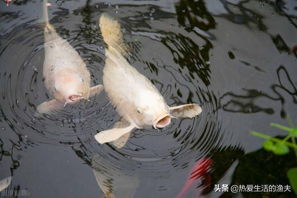 家庭饲养锦鲤要点