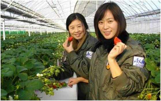朝日集团的中国农业路：十年前雄心勃勃，十年后黯然离场