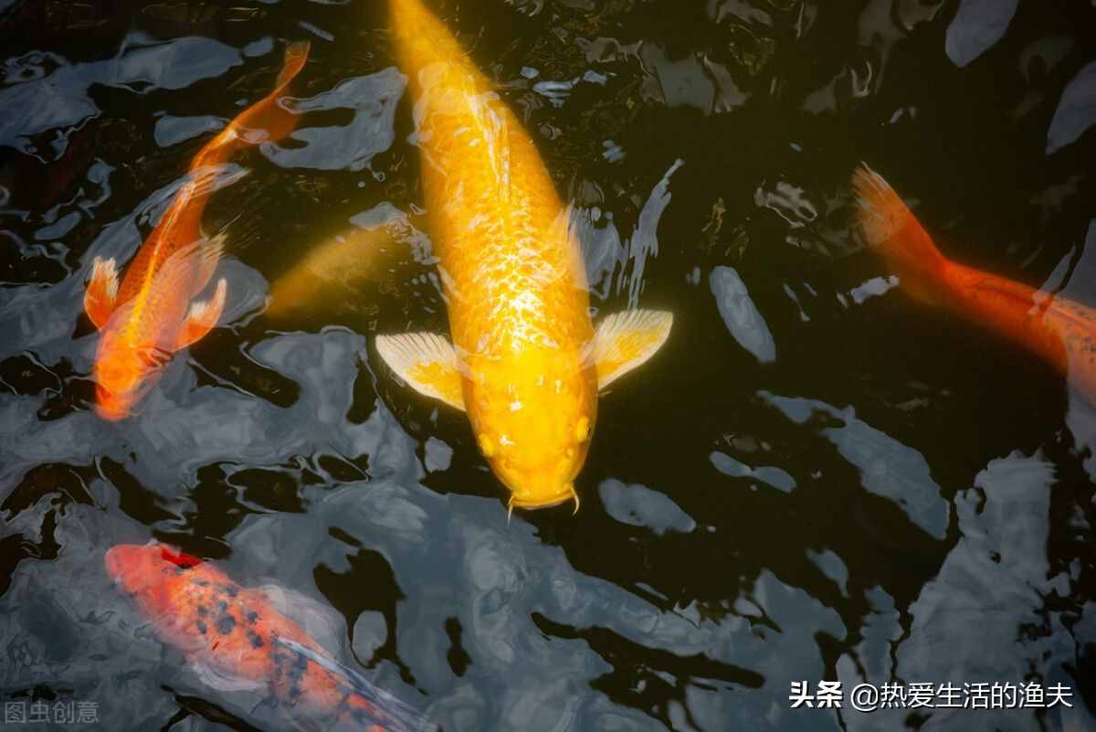 家庭饲养锦鲤要点