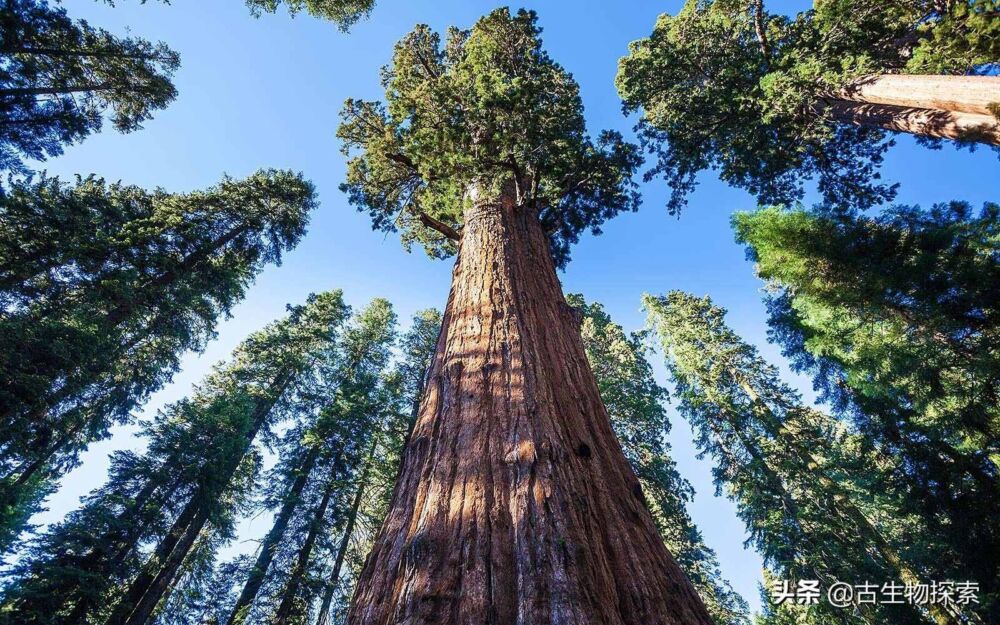 世界上最高的树到底有多高？