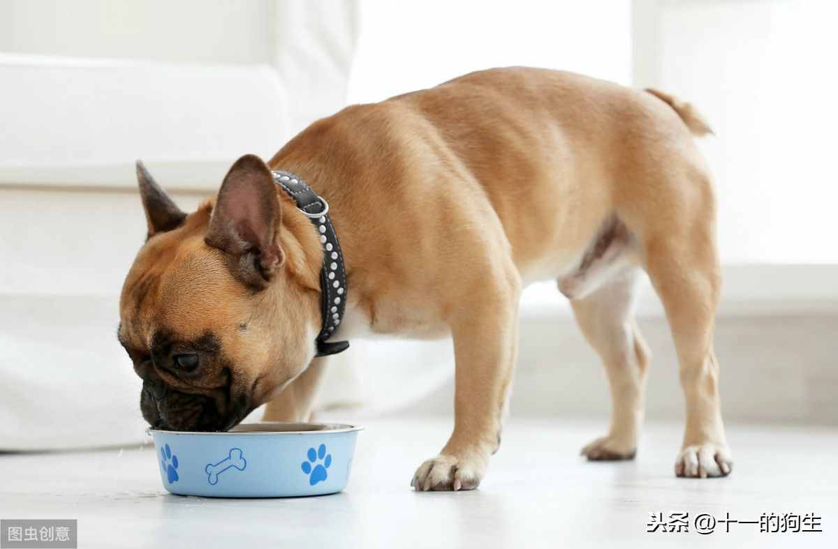 狗狗不爱吃东西，可能有这几个原因，那应如何解决呢