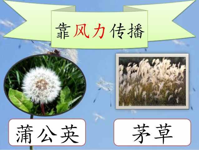 聪明的“种子”是这样传播的