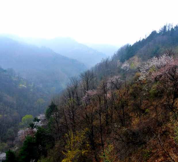 山东和山西的山，指的到底是哪座山？