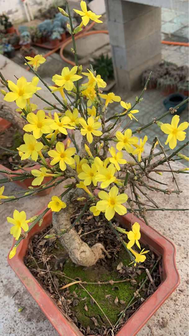 春天常见的花，看完你就都认识，认花再也不求人