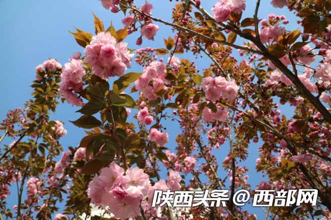 春天里的陕西｜汉中汉台区：校园满春色