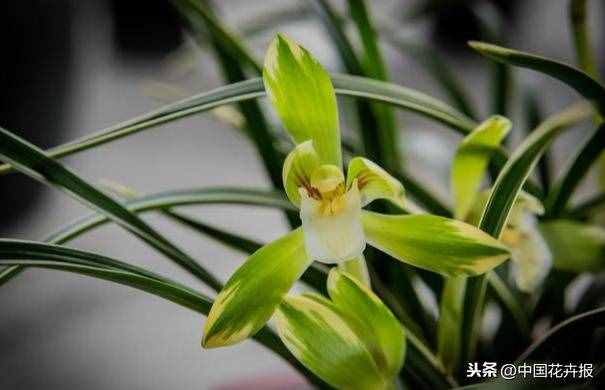 总送鲜花谁不腻？其实教师节还可以送这些花