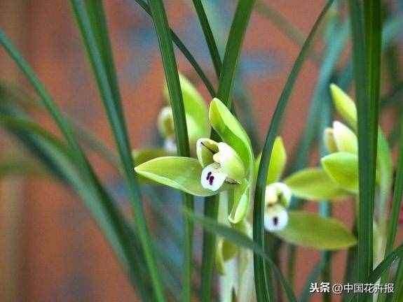 总送鲜花谁不腻？其实教师节还可以送这些花