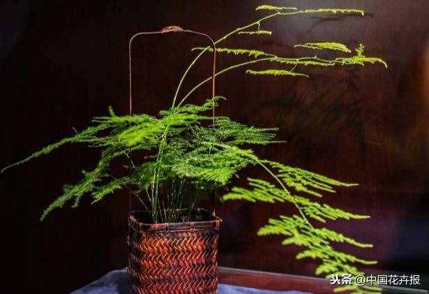 总送鲜花谁不腻？其实教师节还可以送这些花