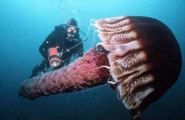 世界上身体最长的动物——北极霞水母