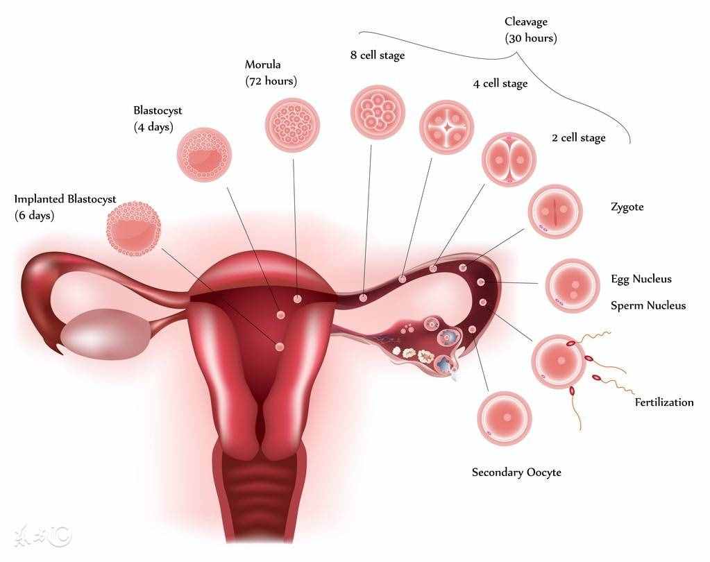如何更清楚的了解子宫囊肿的发病原因