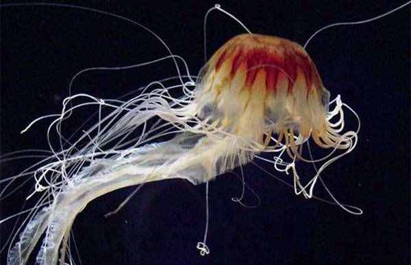 世界上身体最长的动物——北极霞水母