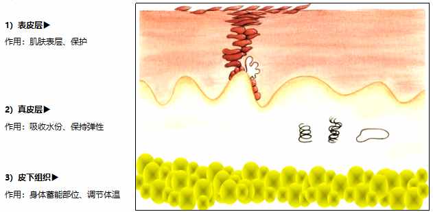你真的认识你的皮肤吗？皮肤的专业知识