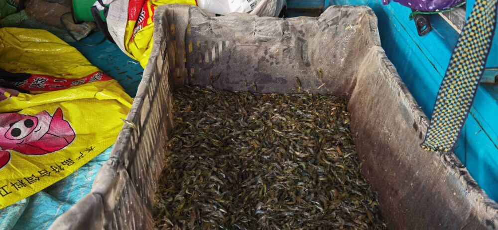 50元一天的抚仙湖岸边小客栈，15元一公斤的小活虾，体验农家野趣
