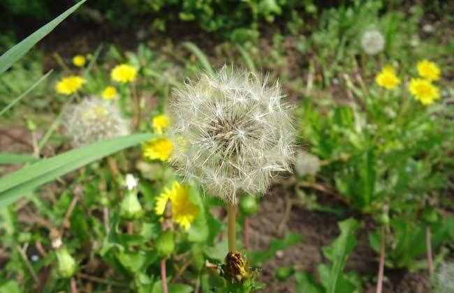 植物传播种子有哪些方法 四种常见方法介绍