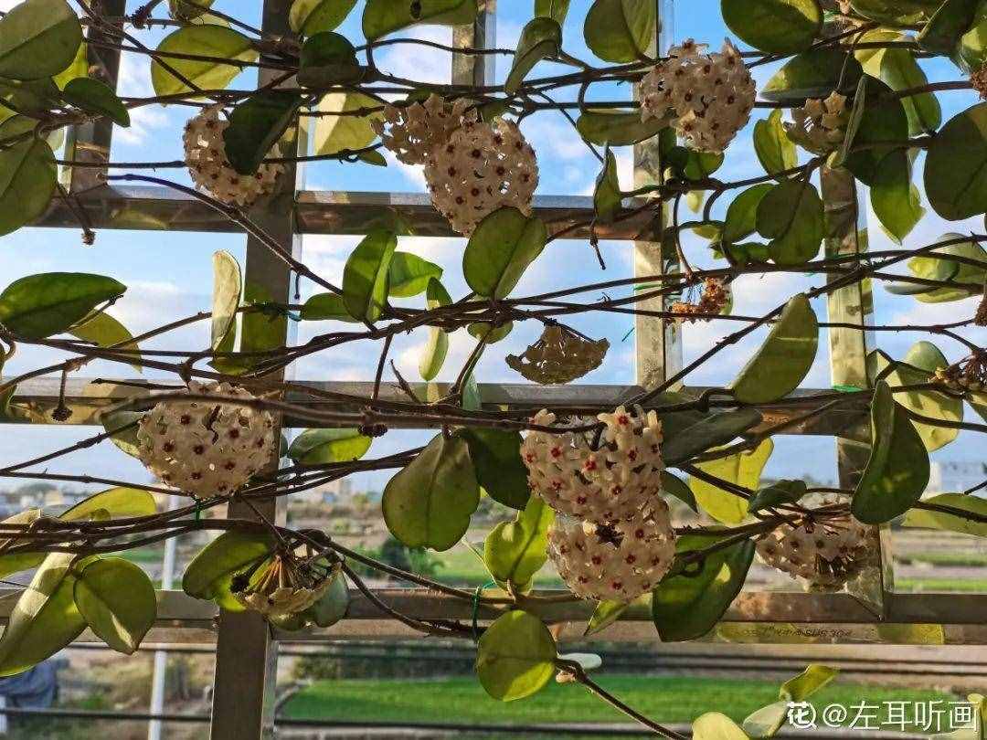 家里养些牵牛花，夏天变成绿窗帘，遮阴特凉快