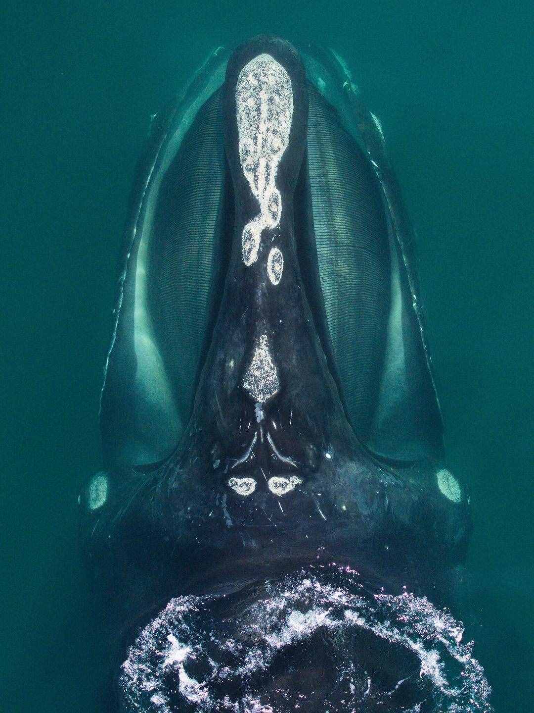 全球不足360头，露脊鲸灭绝风险加剧 新研究：体型持续“缩水”，极大影响繁衍