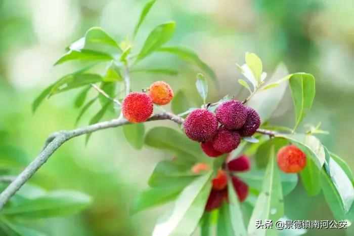 诗词｜8首夏日田园诗，梅子熟时，花开半夏，美到心醉