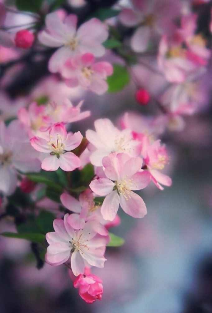 《海棠花未眠》静默治愈忧伤，岁月陪伴温情