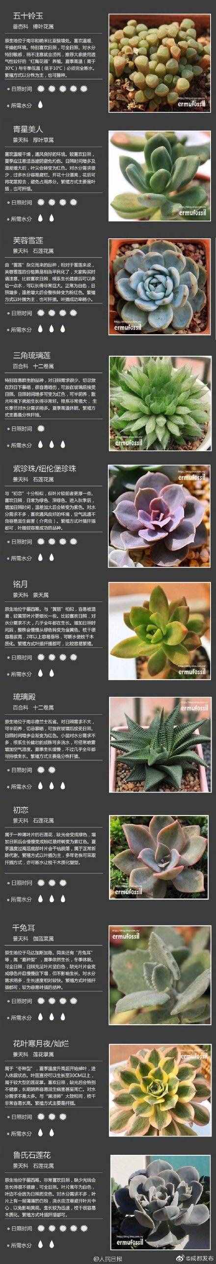 100种多肉植物对照图，再也不愁叫什么名字了