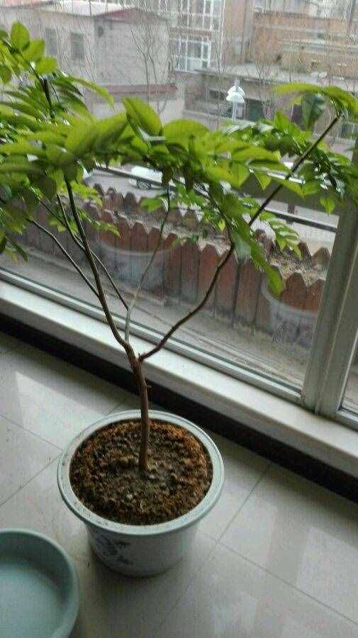 这是我种的两株黄花梨树苗，炫耀一下，茁壮成长啊！