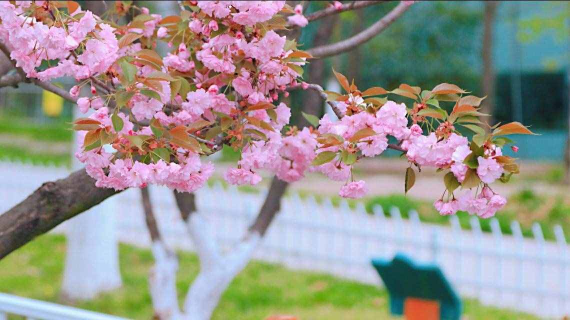 芳菲四月的秦岭野生动物园，美景中的乐趣堪比我想要的“后花园”