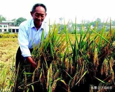 植物种子传播途径有哪些？（植物传播种子的方法有很多）