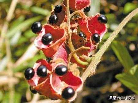 植物种子传播途径有哪些？（植物传播种子的方法有很多）