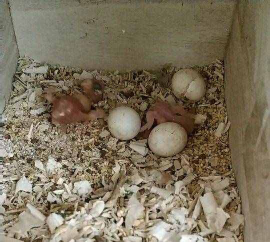 家里养的一对虎皮鹦鹉，怎么才能繁殖？看完你家鹦鹉就下蛋了