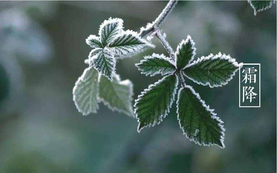 「诗词鉴赏」十三首霜降诗词，感受深秋的美好