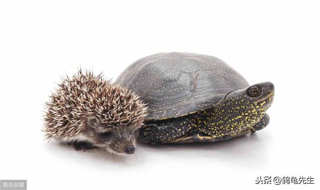 乌龟如何冬眠？乌龟冬眠常见误区，乌龟冬眠期养护方法全套方案