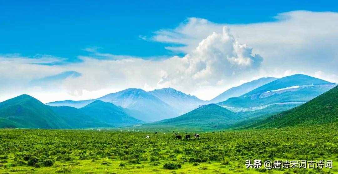 天苍苍，野茫茫，风吹草低见牛羊