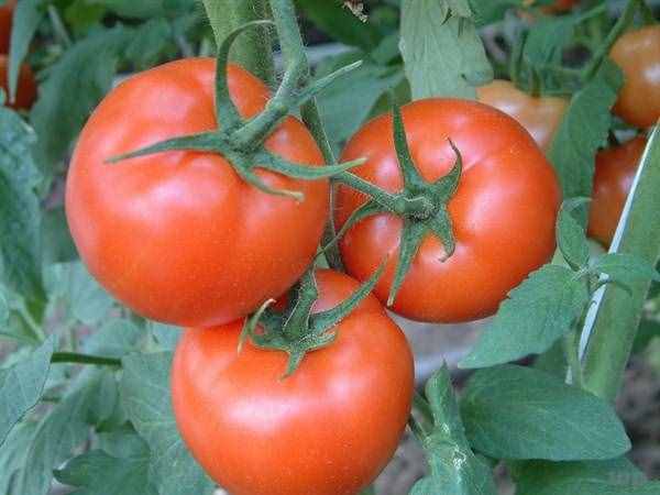 减肥“神器”大盘点，不得不说的减肥食物：西红柿