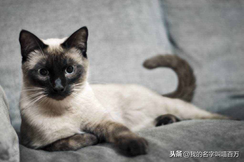 宠物猫的品种及价格大全，看完后都想买一只回家养