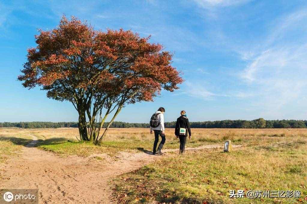 精选16株秋天最美的树，不知道有没有你喜欢的？