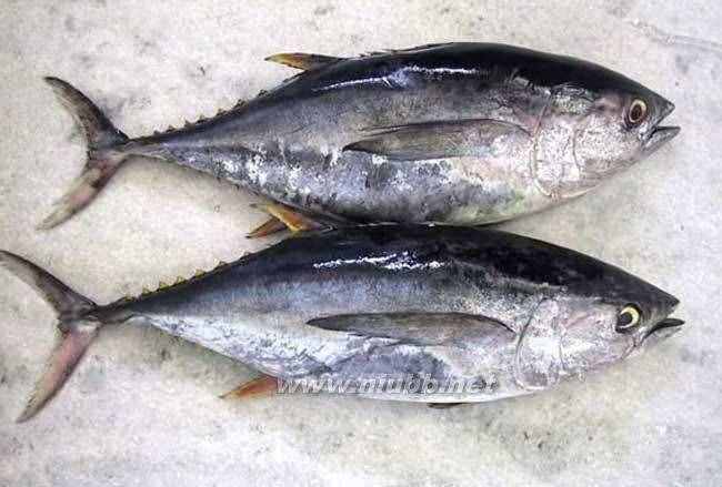 吃金枪鱼最健康，四大家鱼的常见烹饪做法