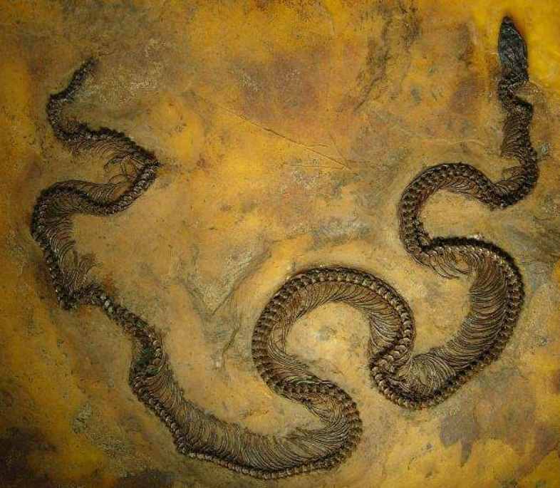 世界上最大的蛇有多长，能达到什么程度？