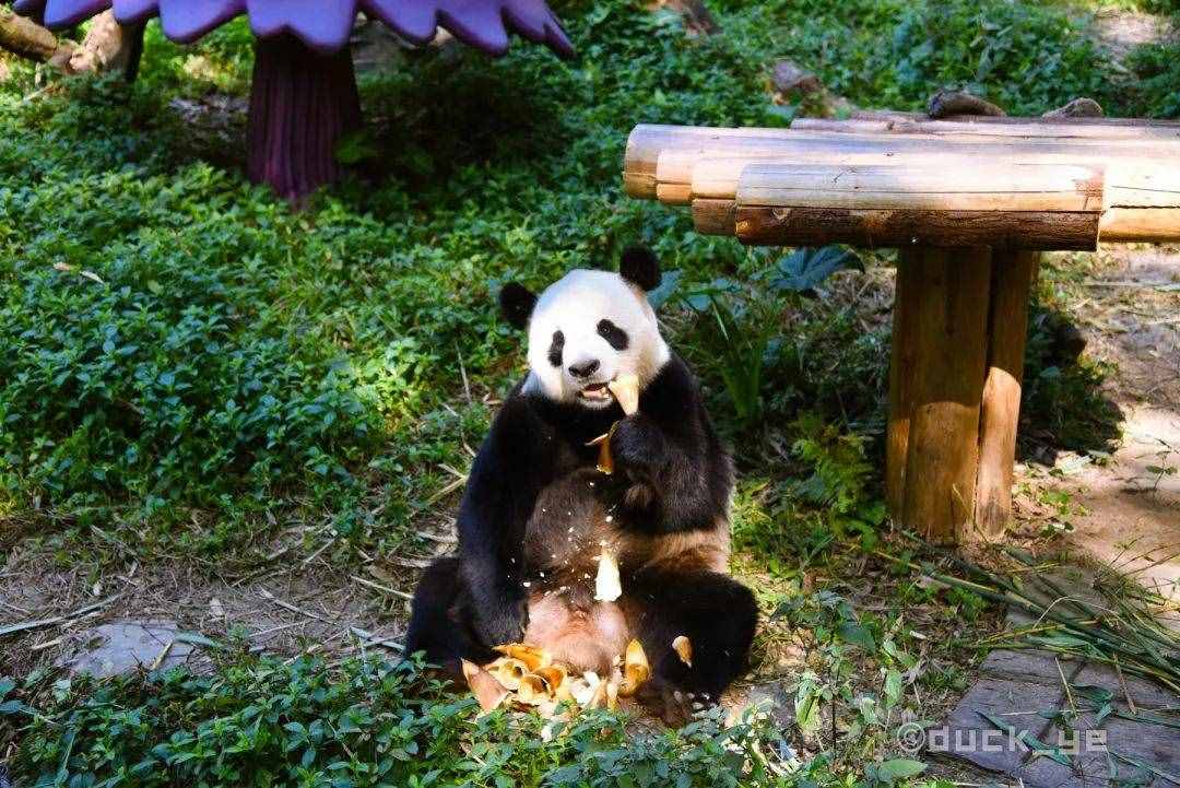 如何玩转广州长隆野生动物世界，这份攻略请收好